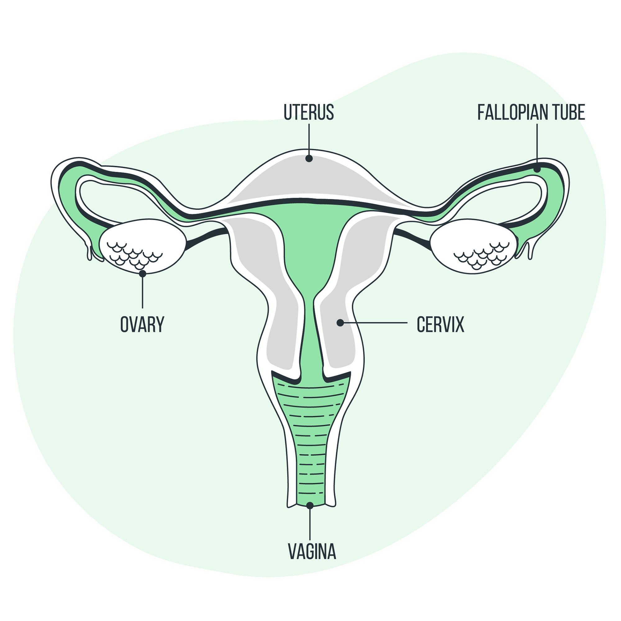 Female Circumcision