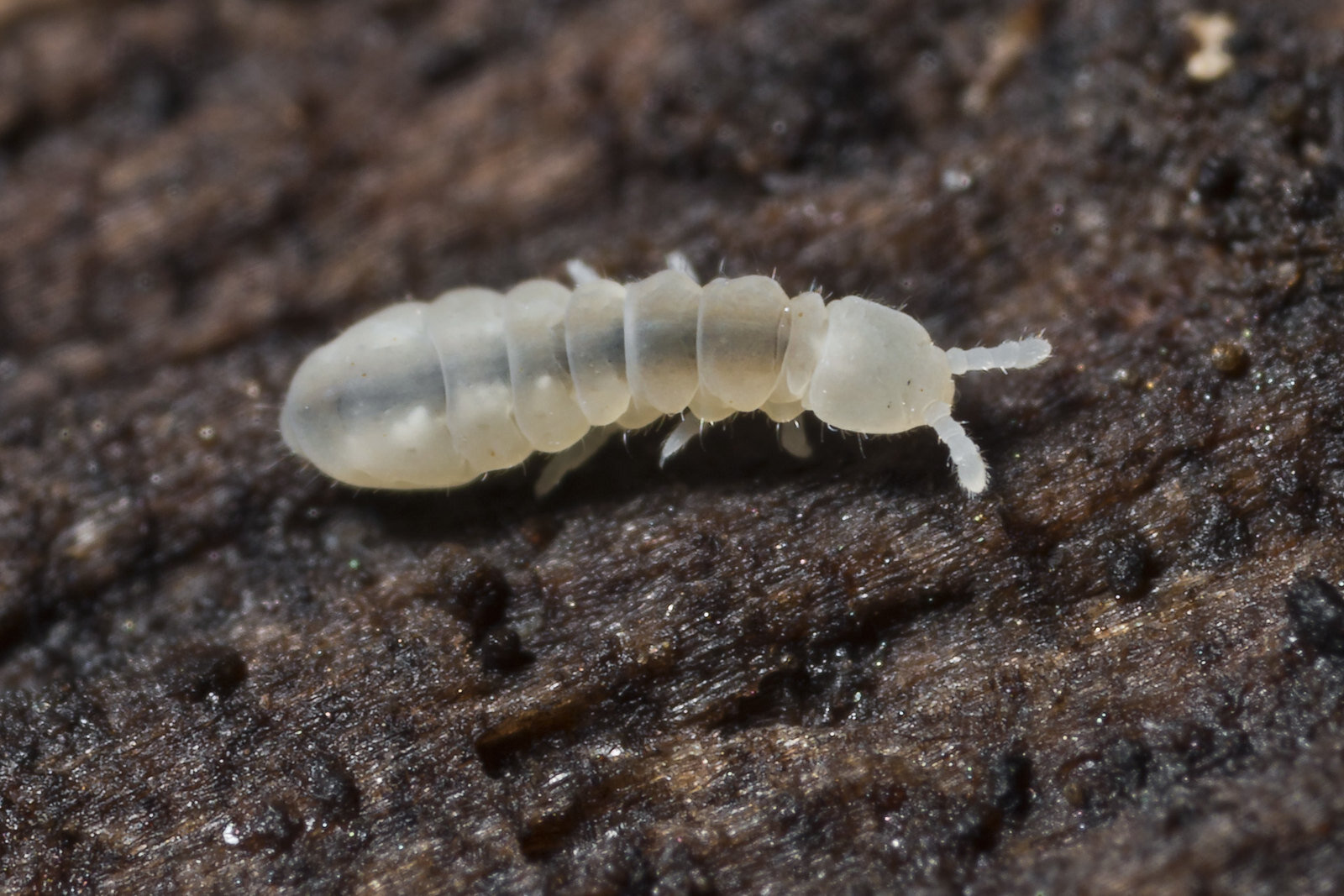 springtail