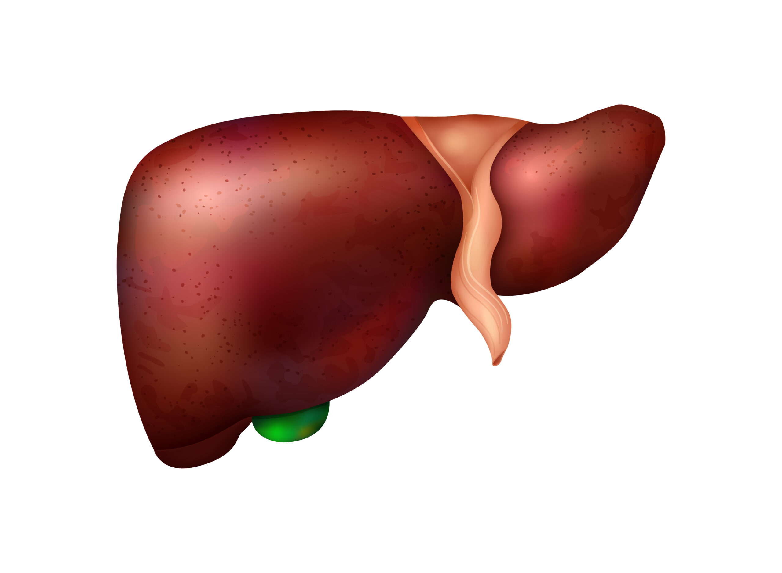 liver