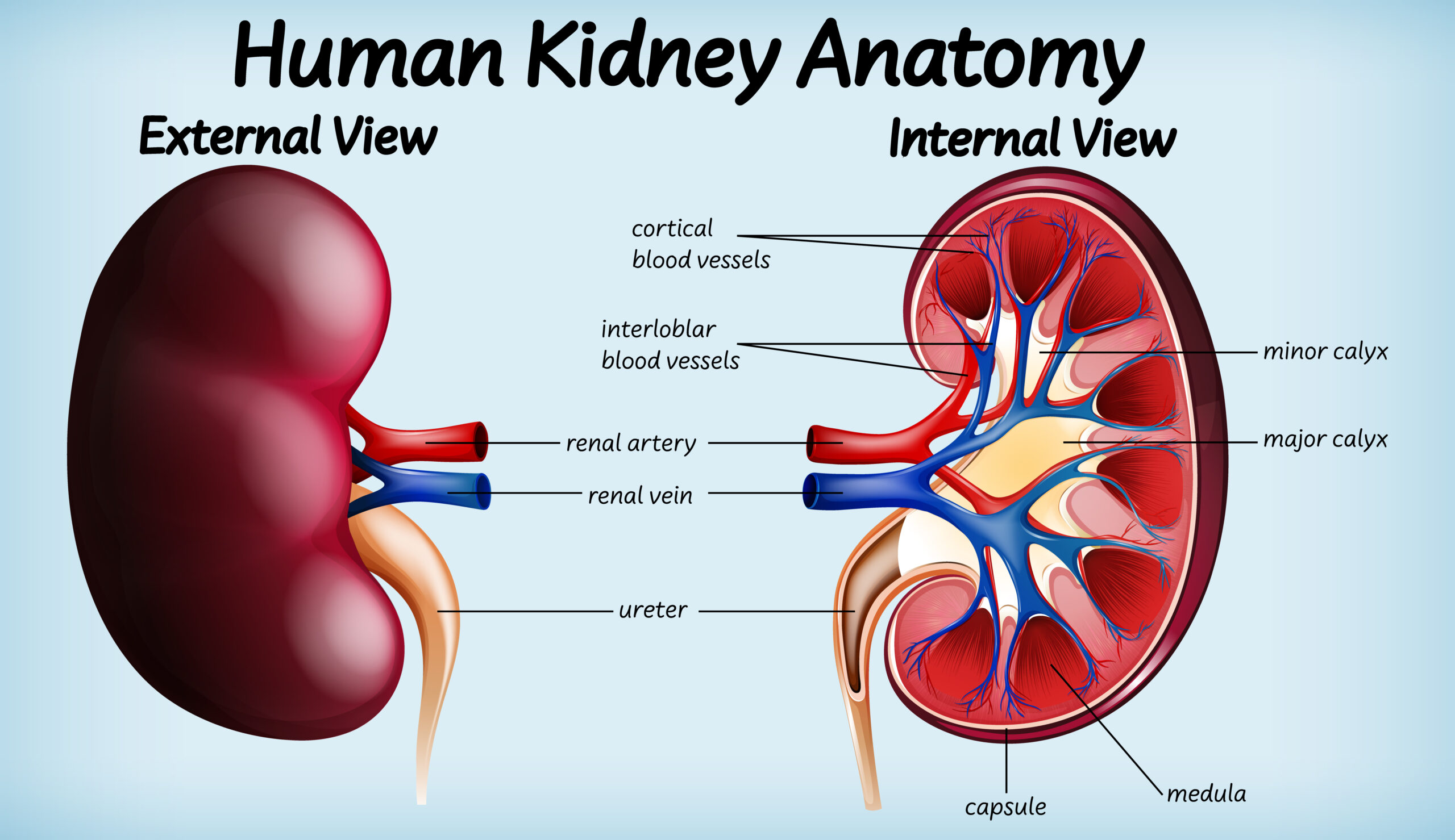 kidney