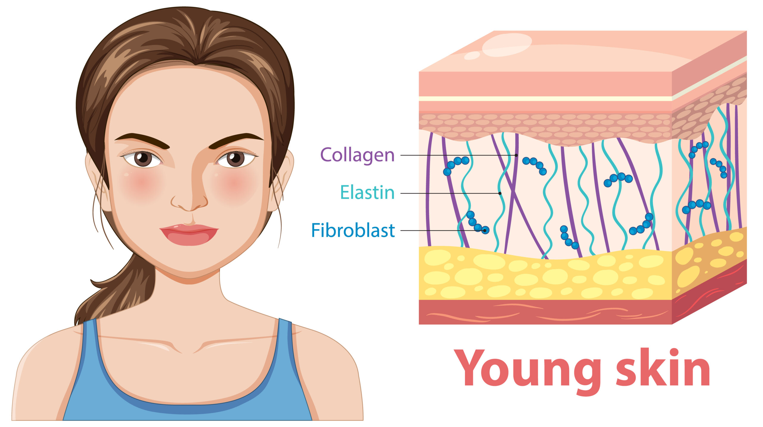 Collagen