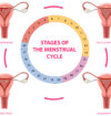 Stages of The Menstrual Cycle