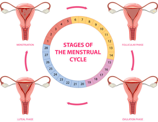 Stages of The Menstrual Cycle