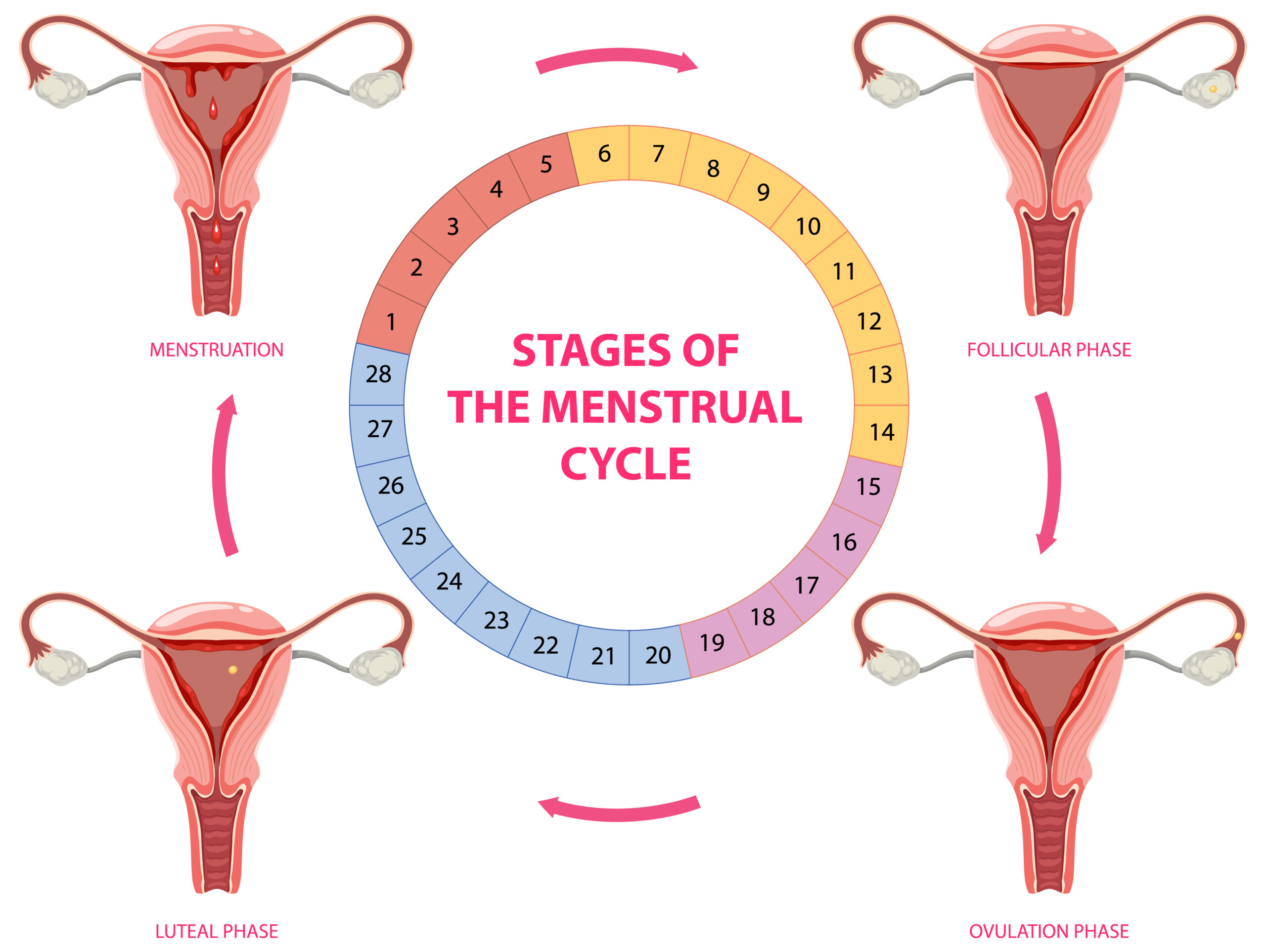 Stages of The Menstrual Cycle