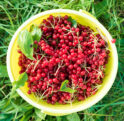 Schisandra