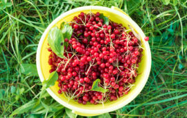 Schisandra