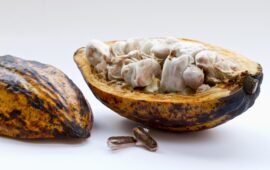 Theobroma cacao