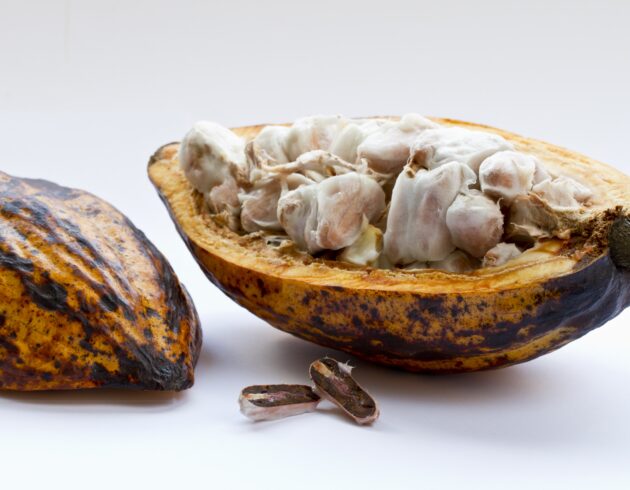 Theobroma cacao