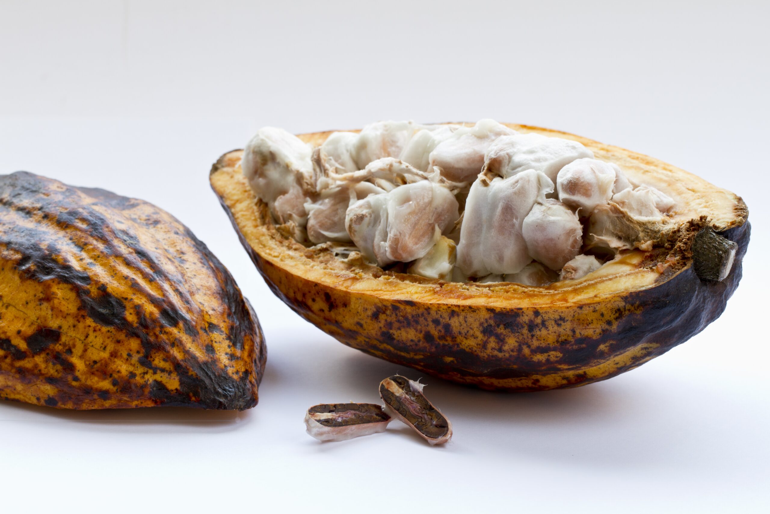 Theobroma cacao