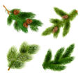 Hemlock Spruce