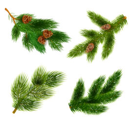 Hemlock Spruce