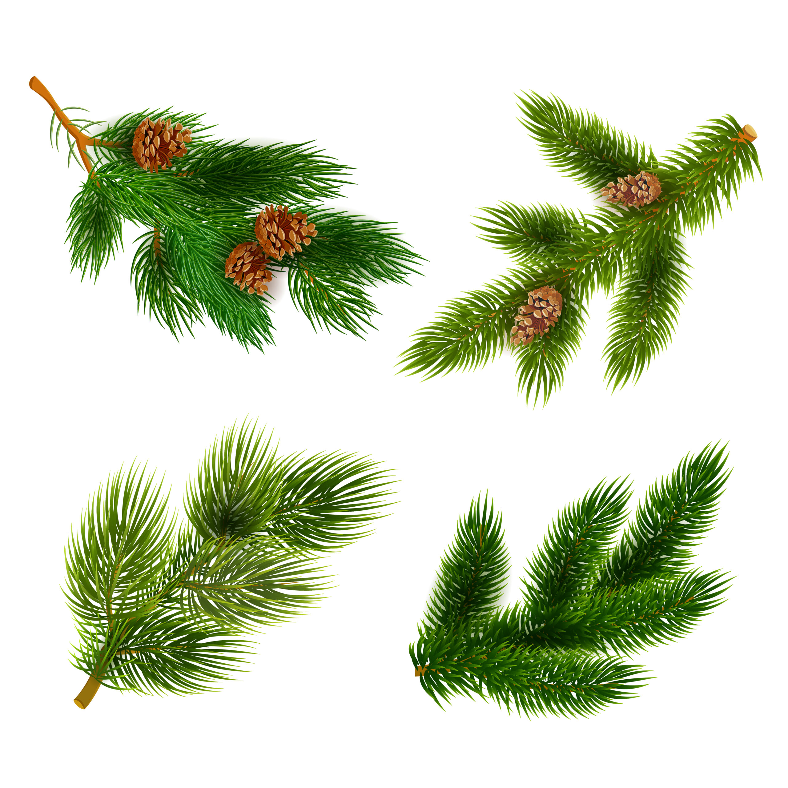 Hemlock Spruce